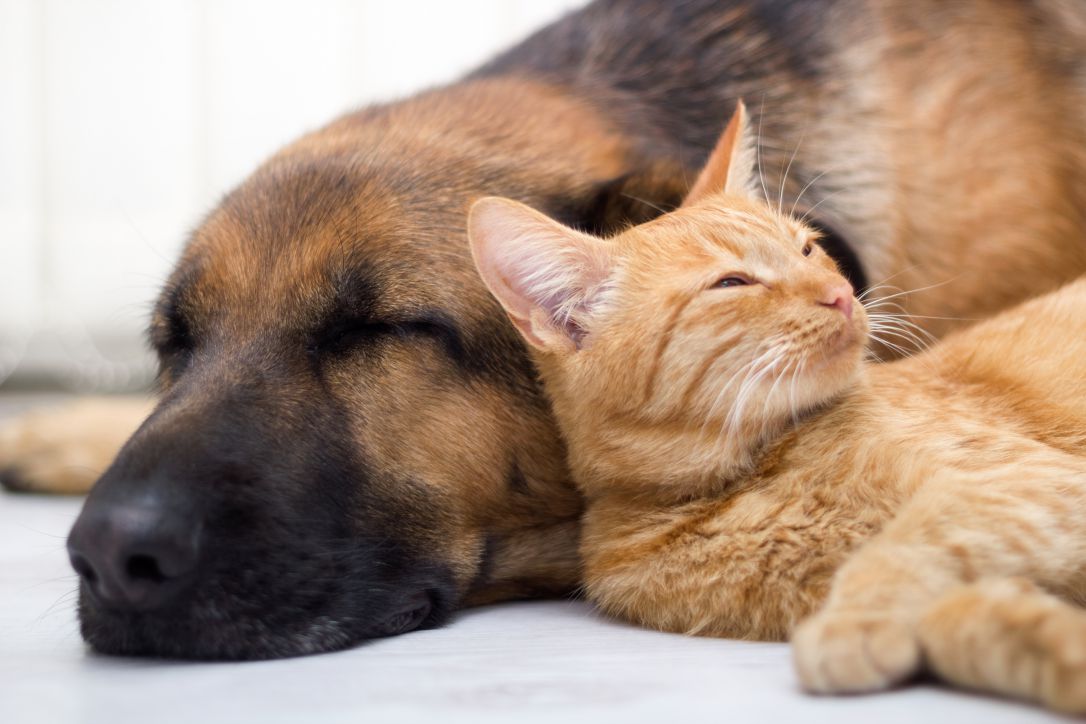 Chien Chat NannyPets