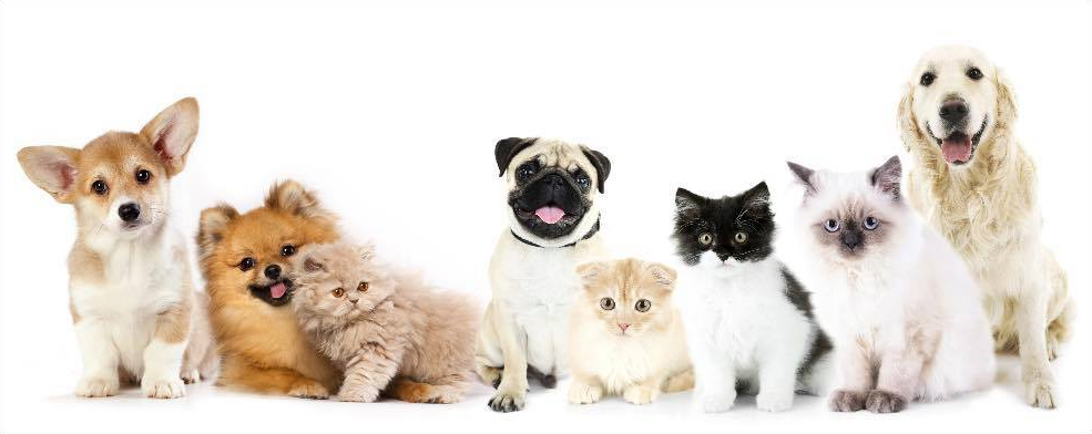 Chiens et chats heureux